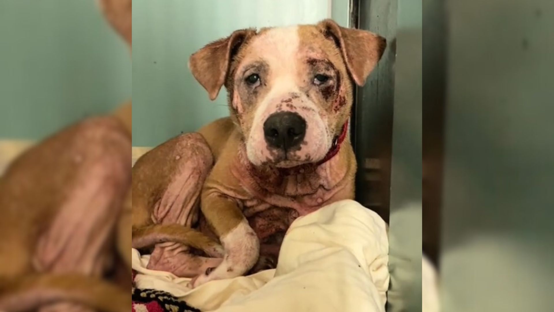 Dog Left At The Shelter Due To The Severe Skin Issues Finally Showed Her True Colors