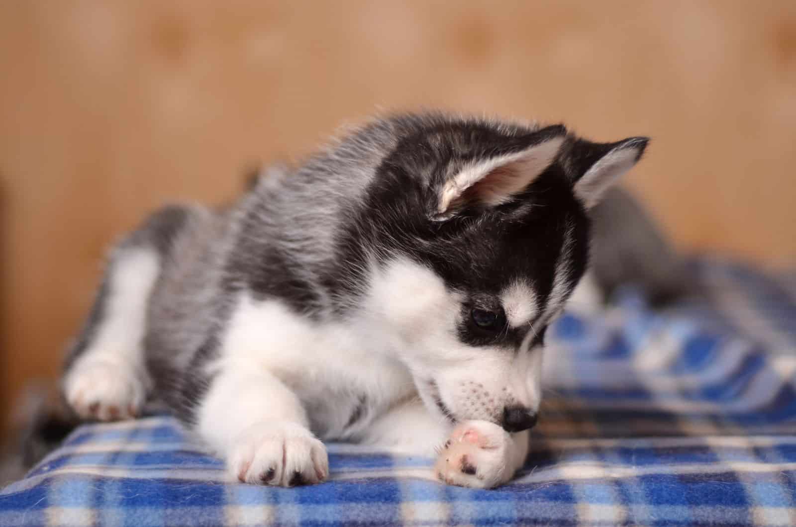 dog licking his fur