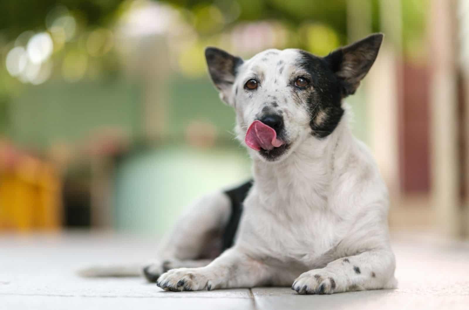 dog licking his nose why lying on the floor