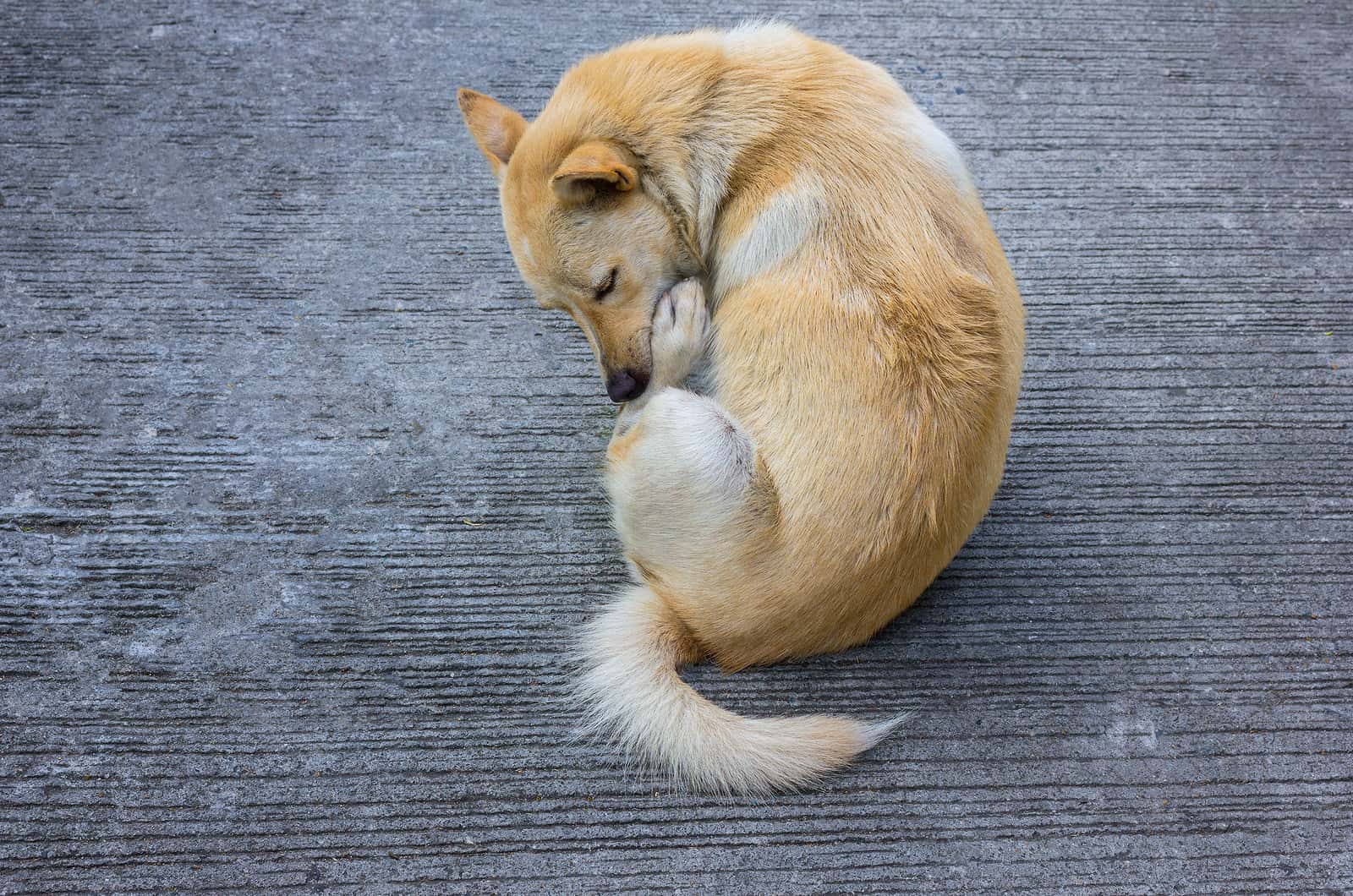 dog licking its butt