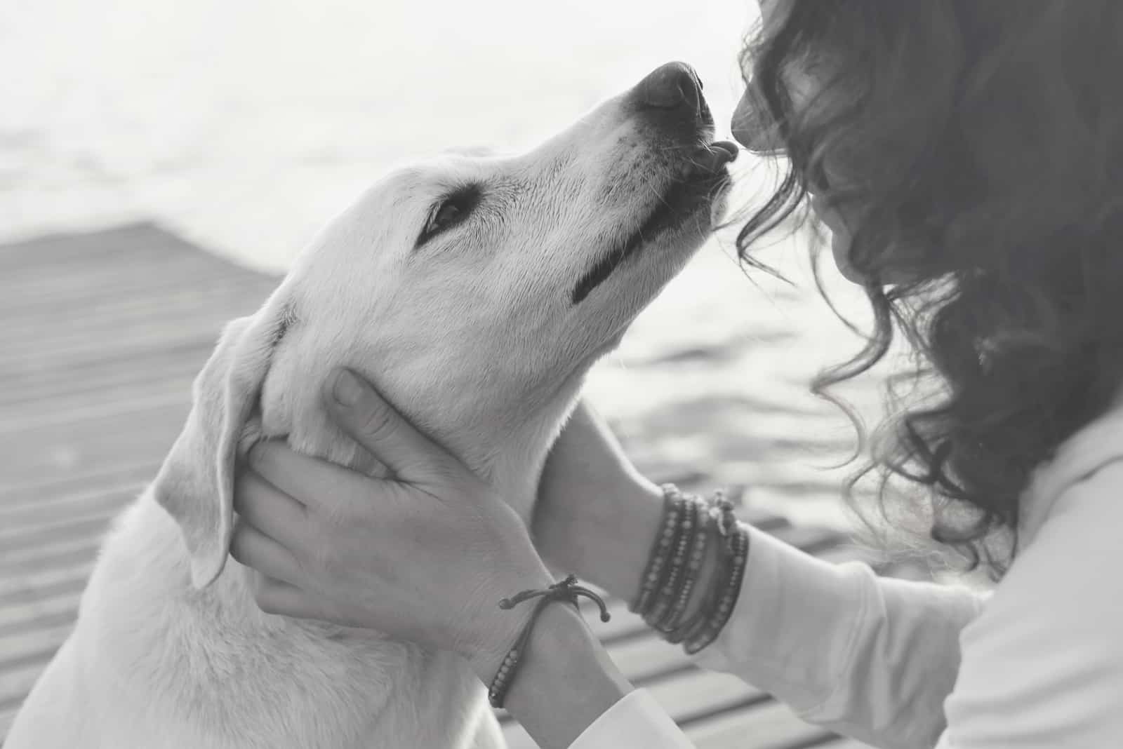 dog licks his owner gently