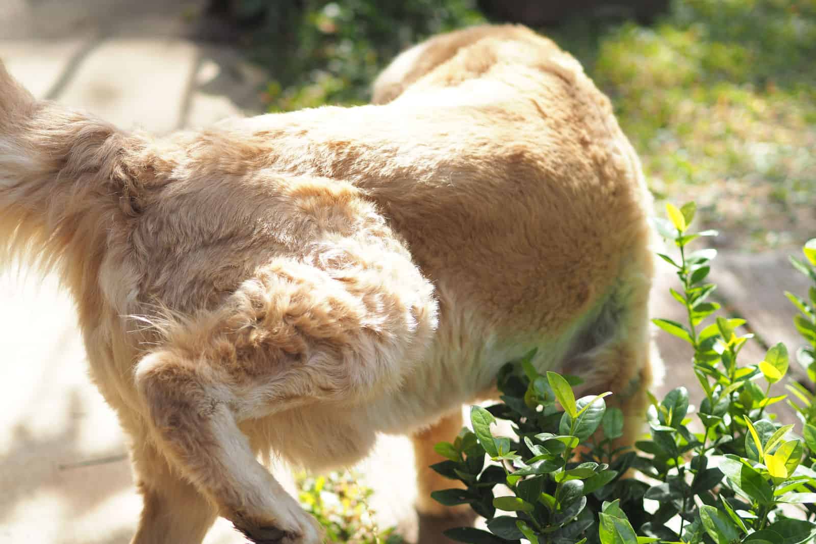 dog lifting back leg and peeing in the garden