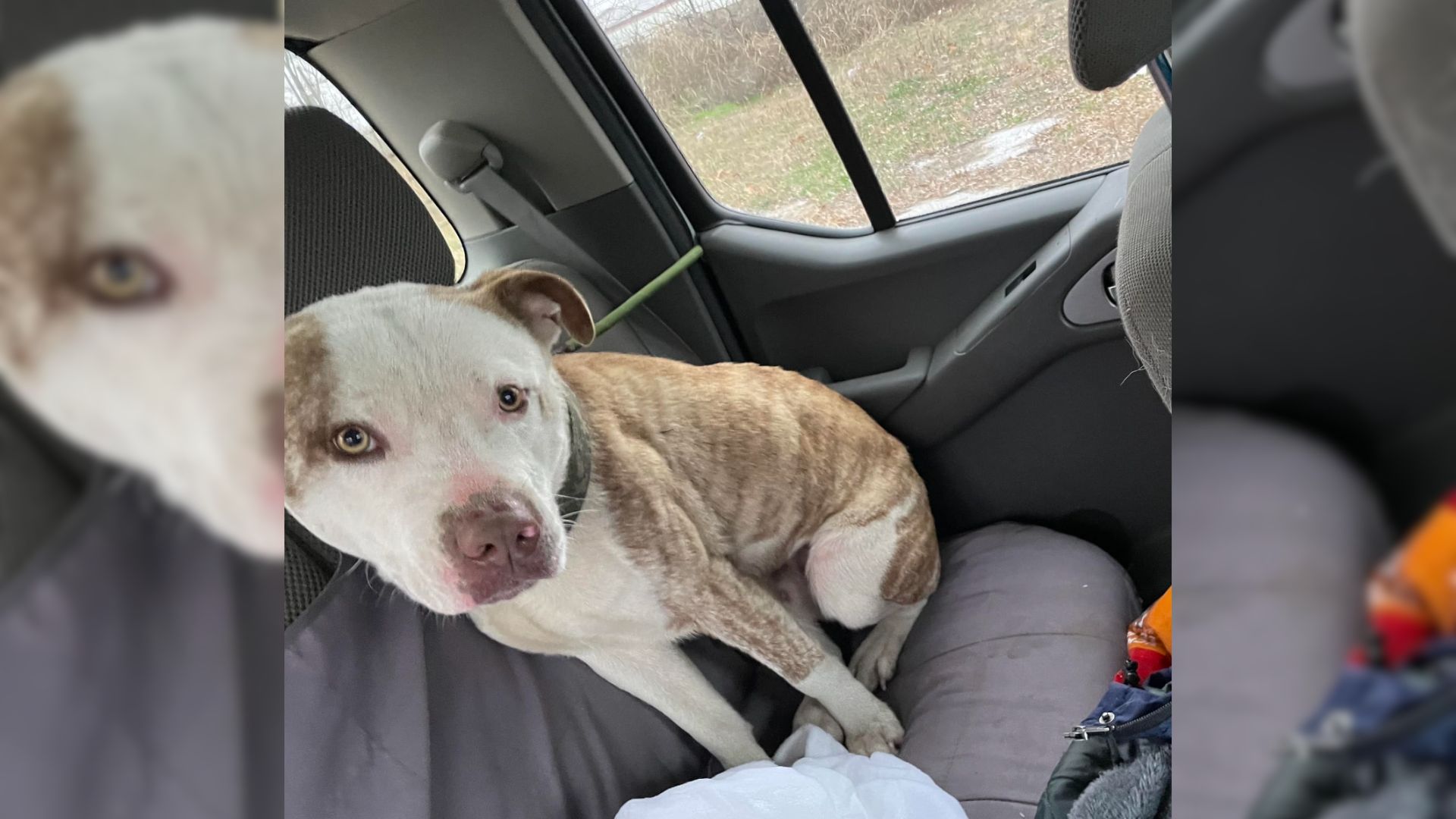 A Giant-Hearted Rescuer From Illinois Saves A Dog Moments Before The Storm