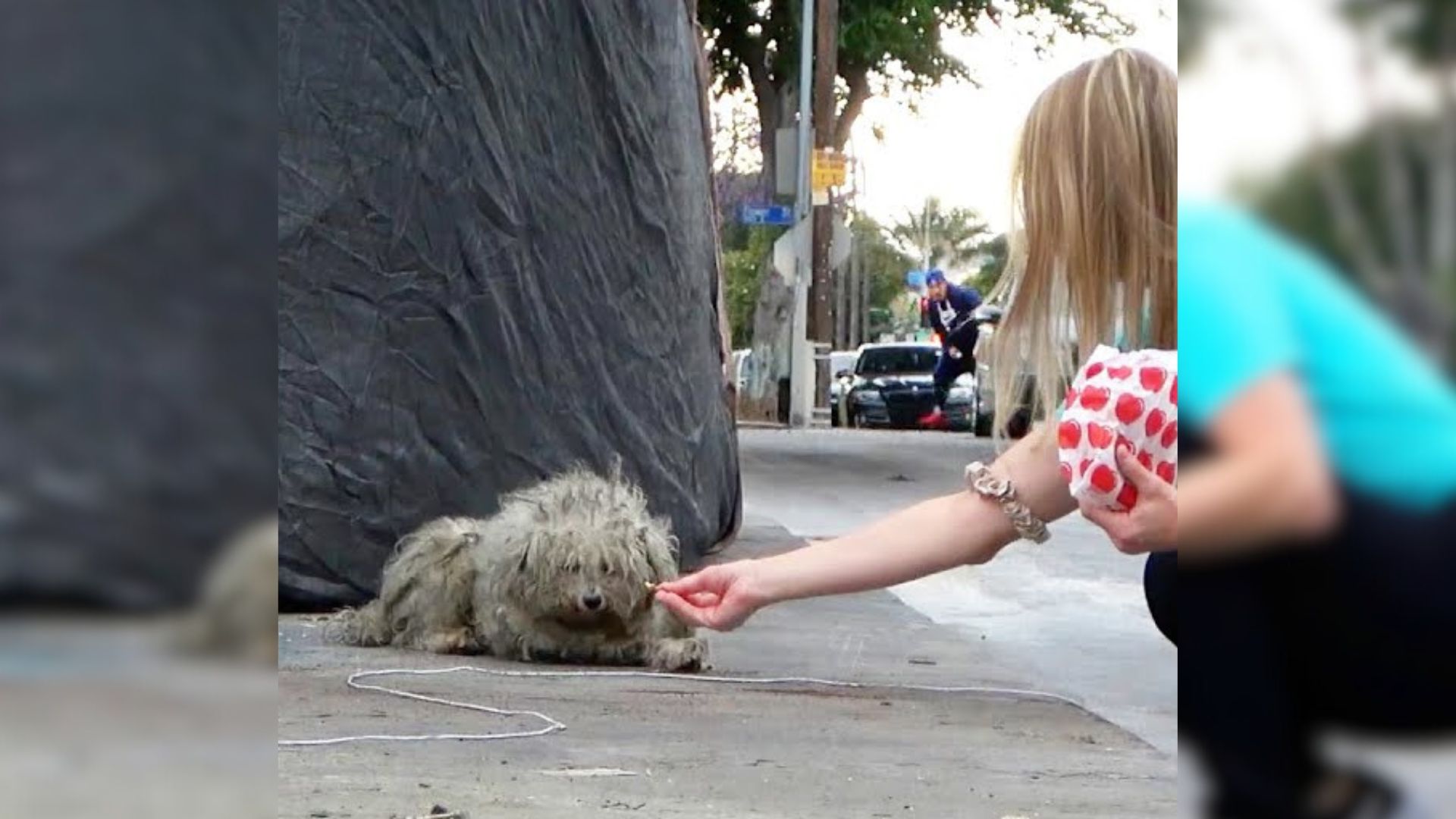 Dog Living On A Bridge Above A Busy Freeway Is Terrified Of His Rescuers