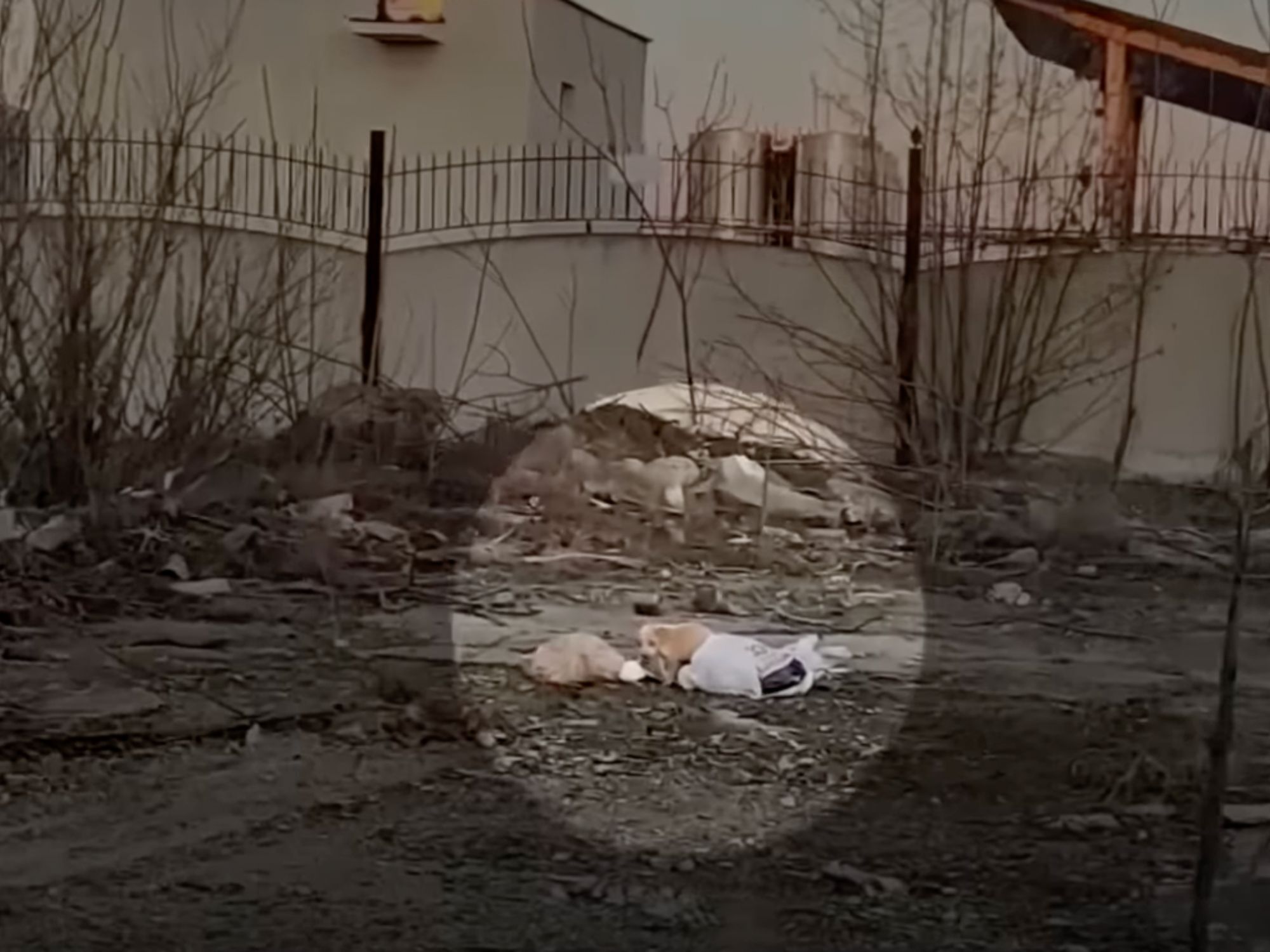 dog living on piles of trash