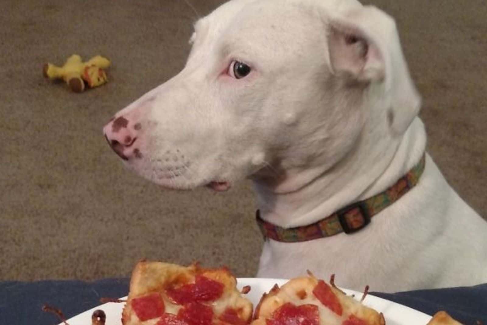 dog looking aside at human food
