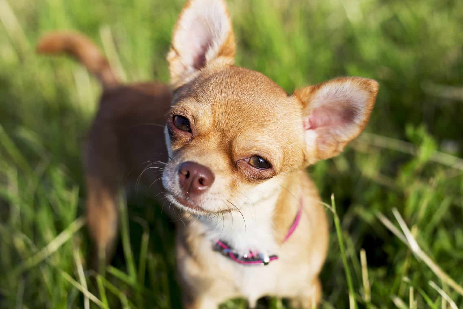 dog looking at camera