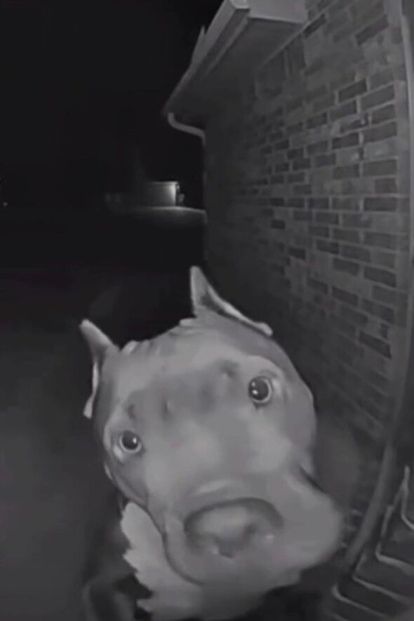 dog looking at camera at night