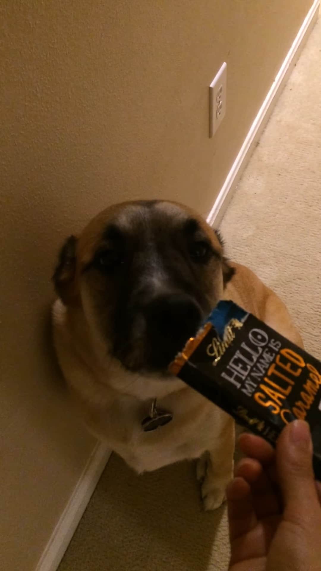 dog looking at empty chocolate box in owner's hand