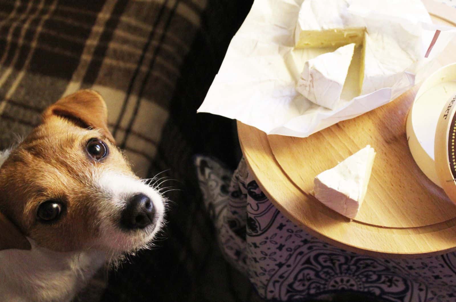 dog looking at owner and begging for cheese