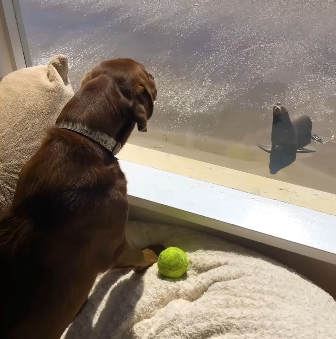 dog looking at sea lion