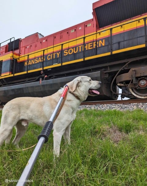 dog looking at train