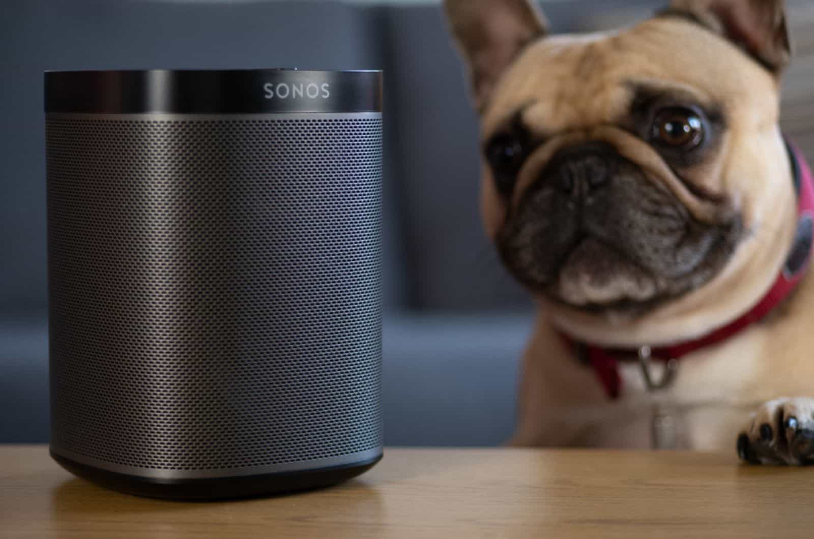 dog looking at wireless speaker playing music