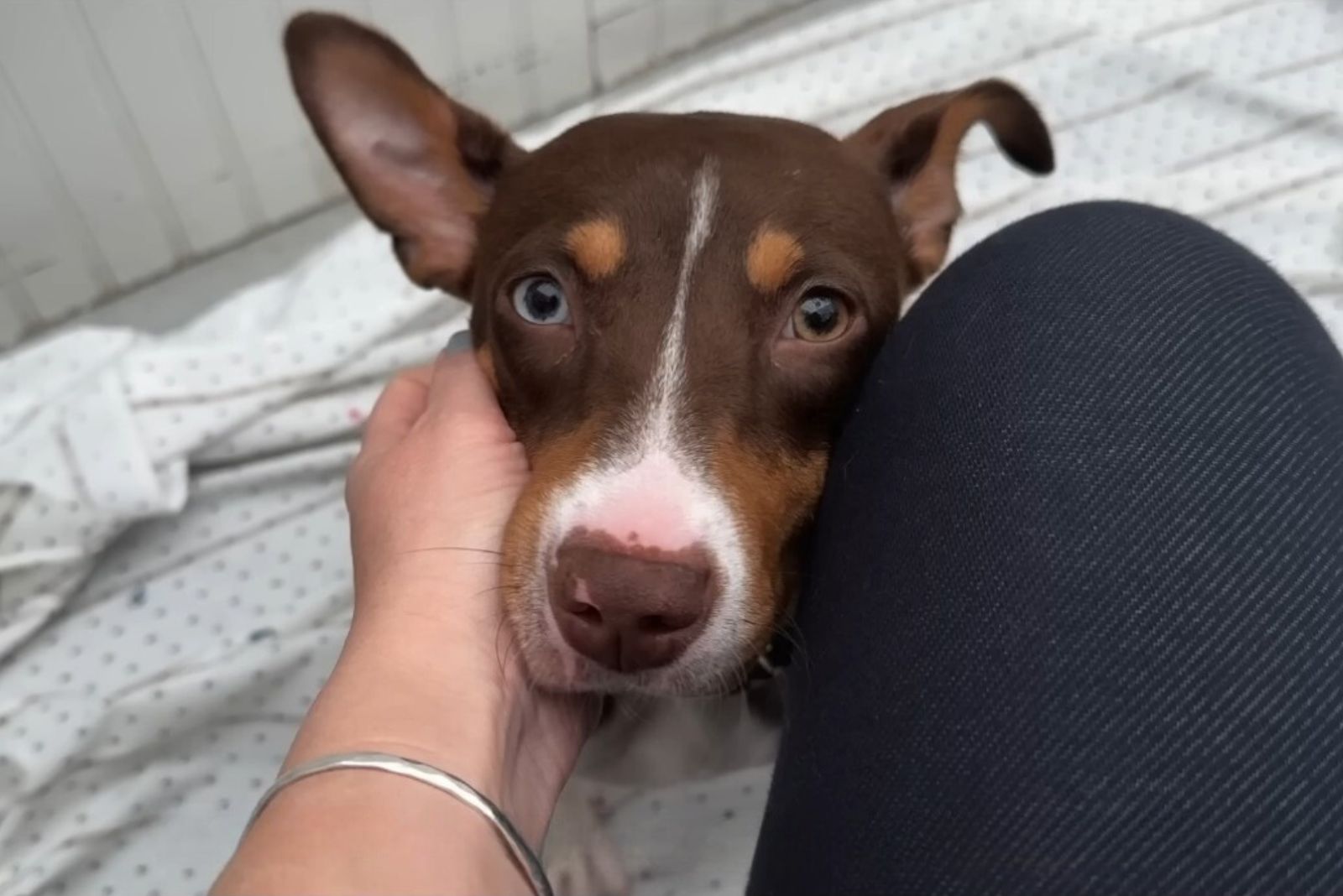 dog looking at woman