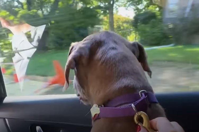 dog looking out the window