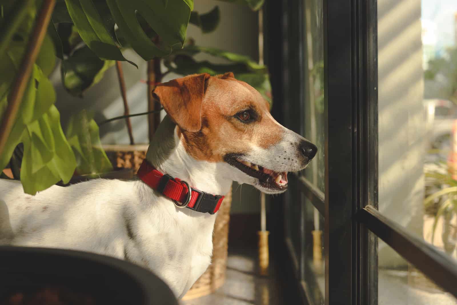 dog looking through window