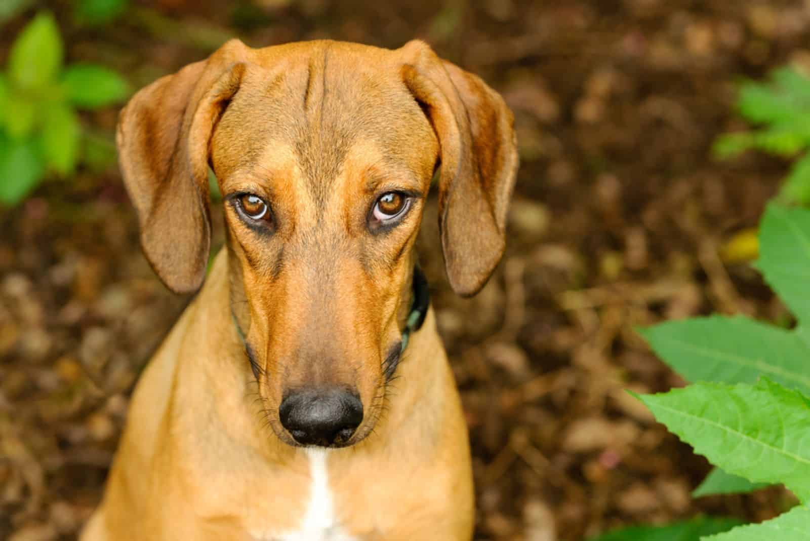 dog looking up with an intense stare