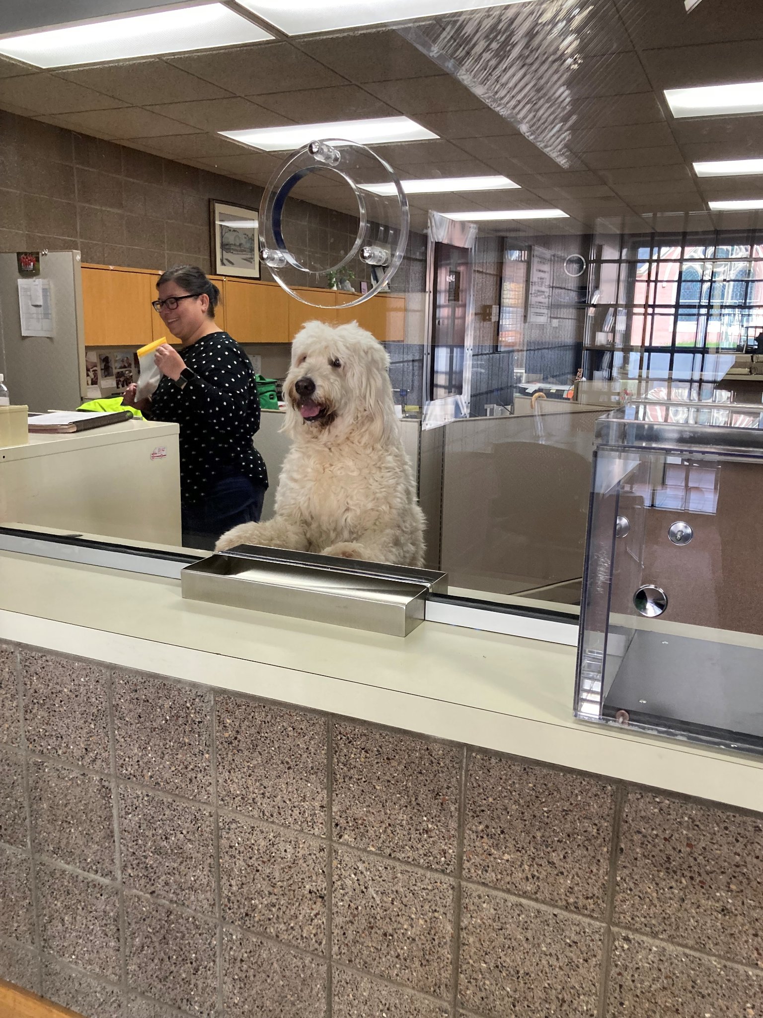 dog looking up behind counter