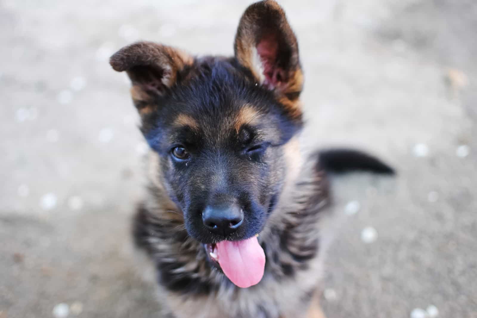 dog looking up winking