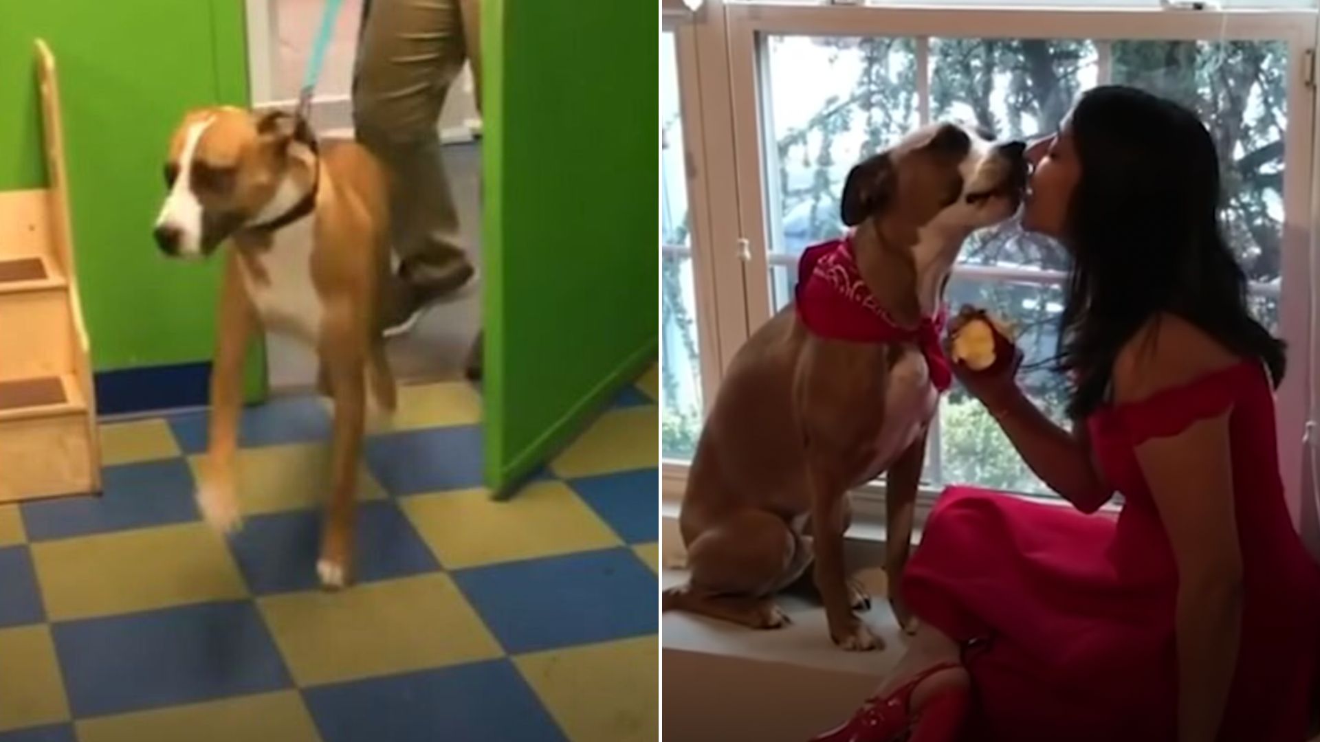 Dog Loves Doing Zoomies To Show His Mom How Much He Missed Her