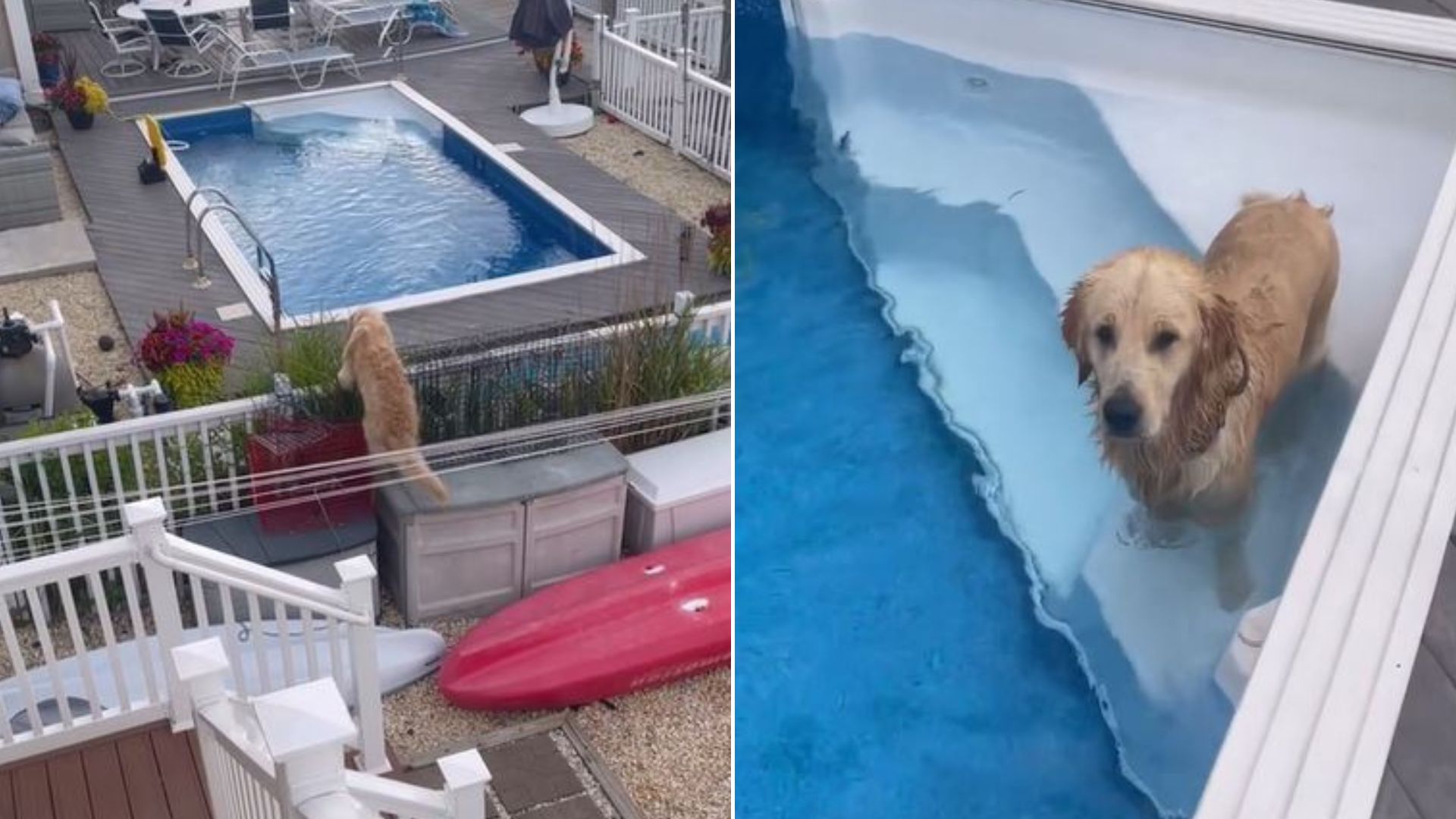 Dog Loves Sneaking In His Neighbor’s Pool For A Refreshing Little Dip