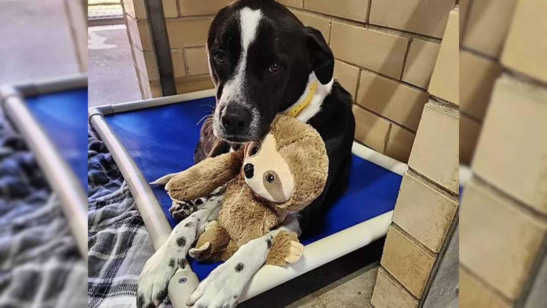 Dog Loves To Snuggle With Her Plushie Toy While Waiting For A New Family