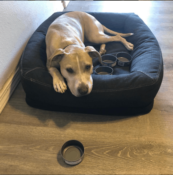 dog lying beside tuna can