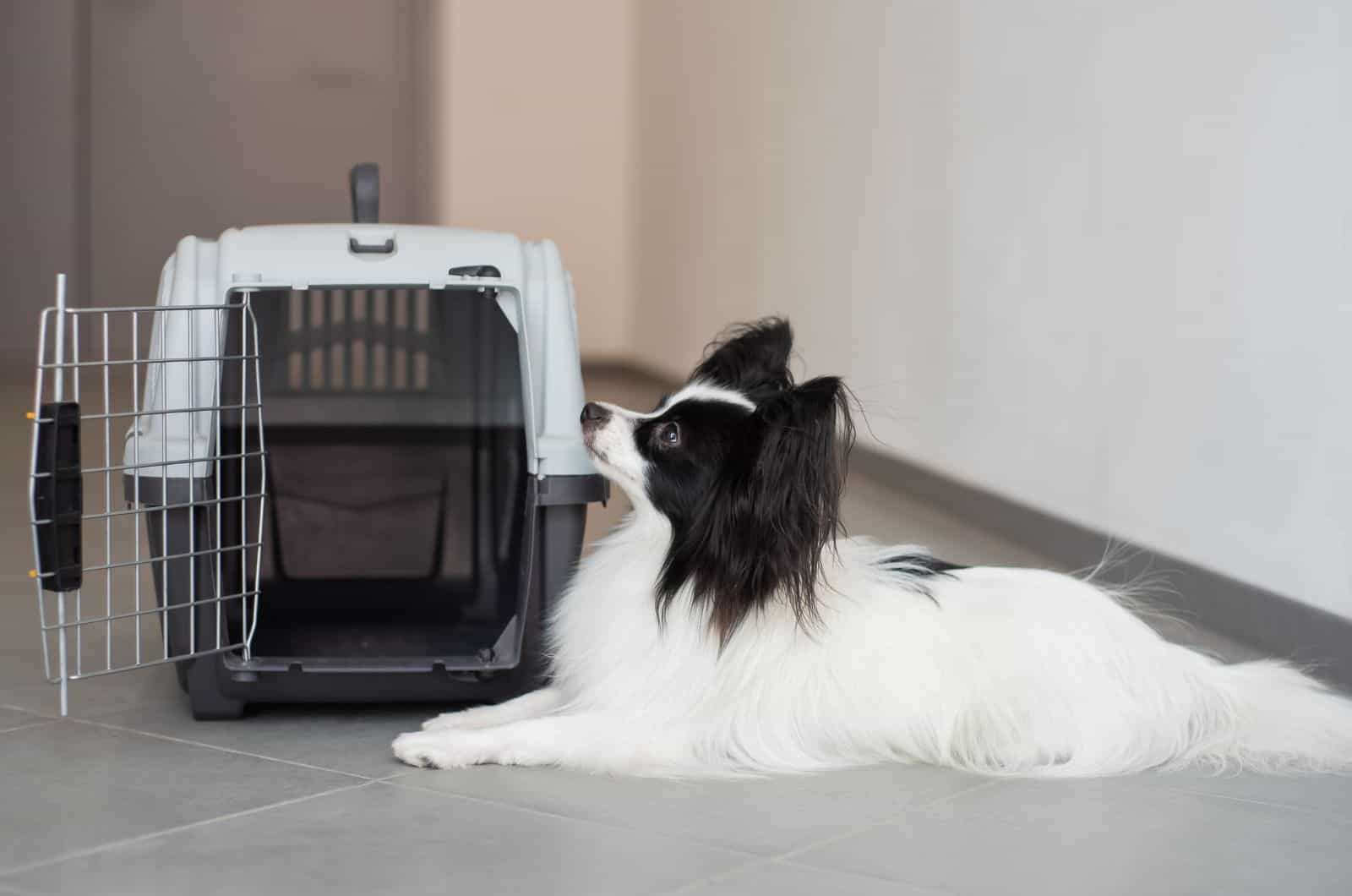 dog lying by his crate