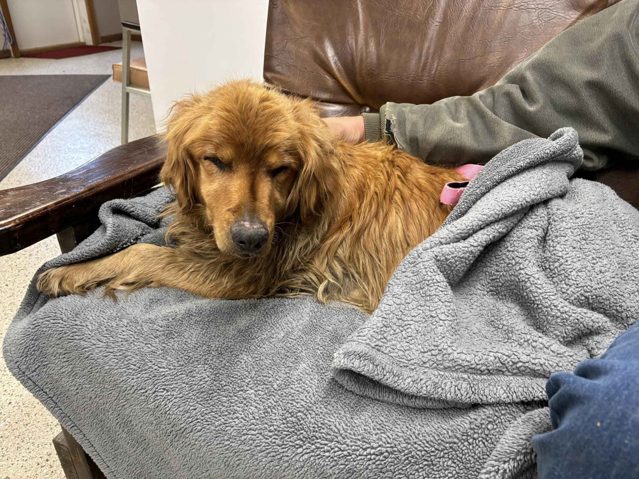 dog lying covered with blanket