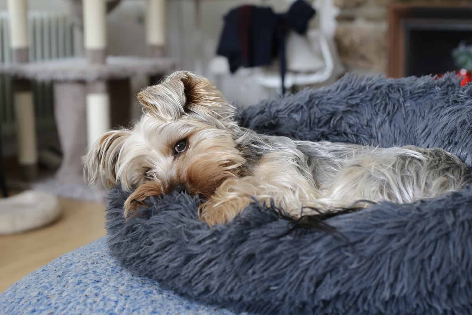 dog lying down in bed