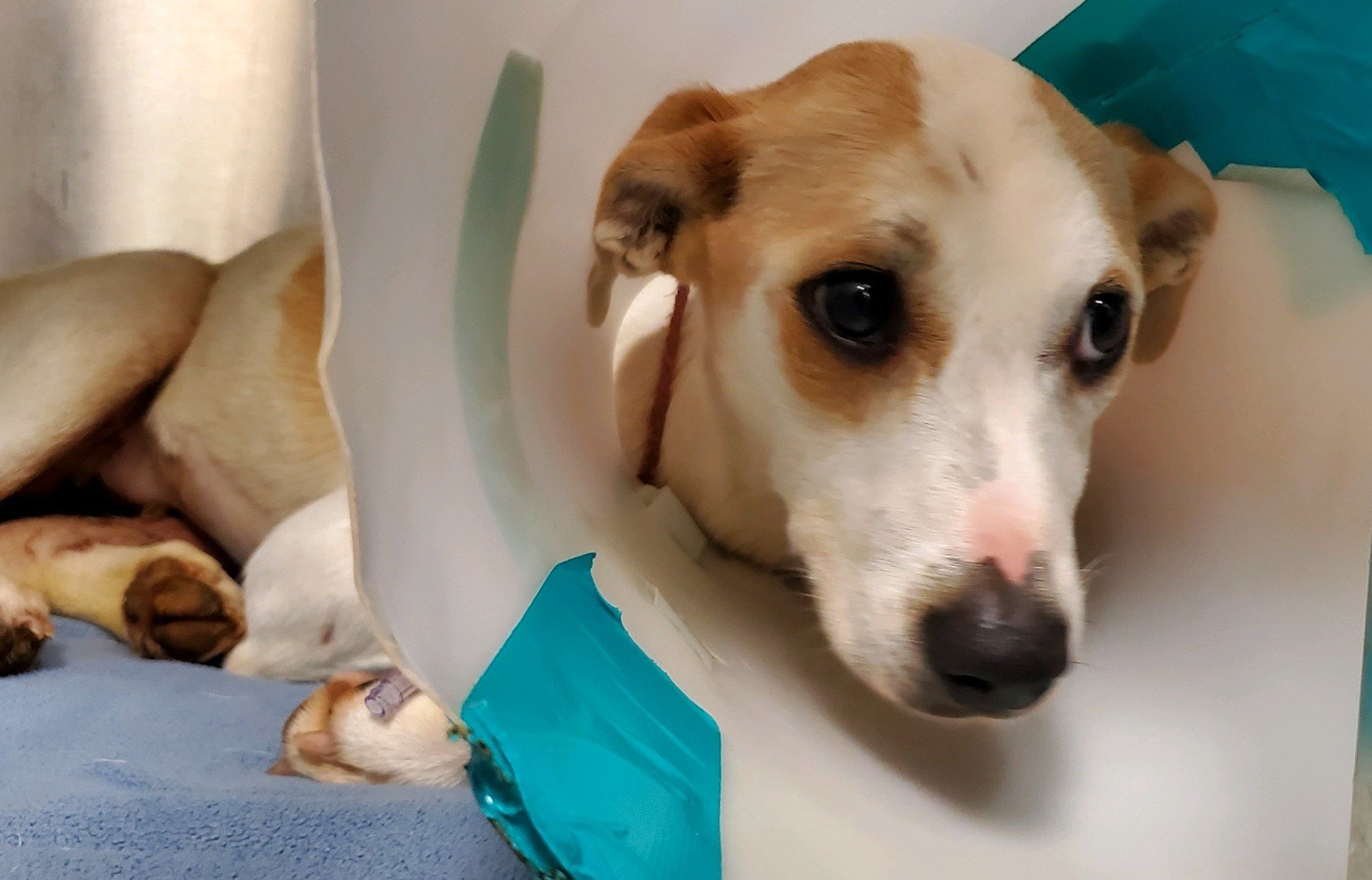 dog lying down with a cone around his neck