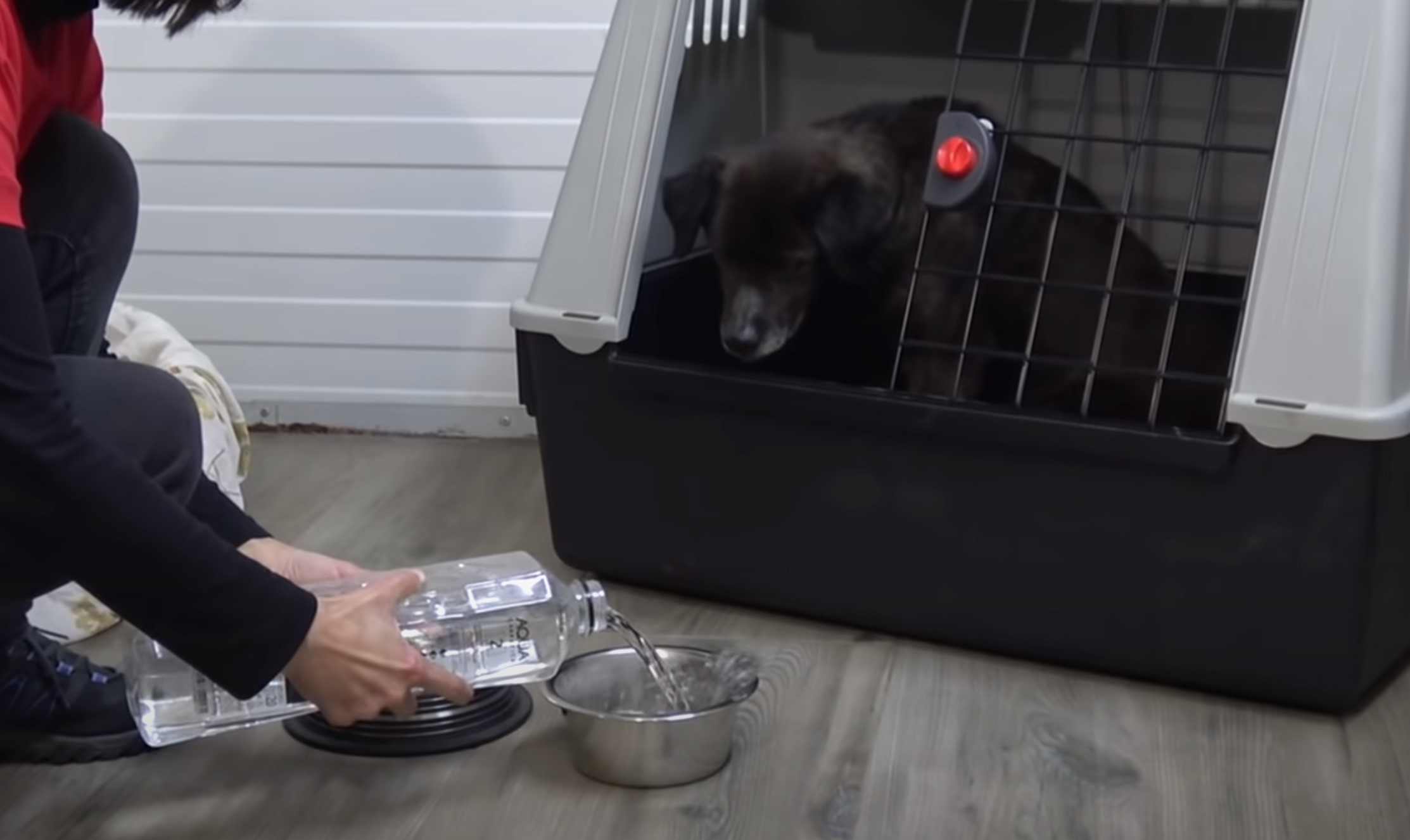 dog lying in a kennel