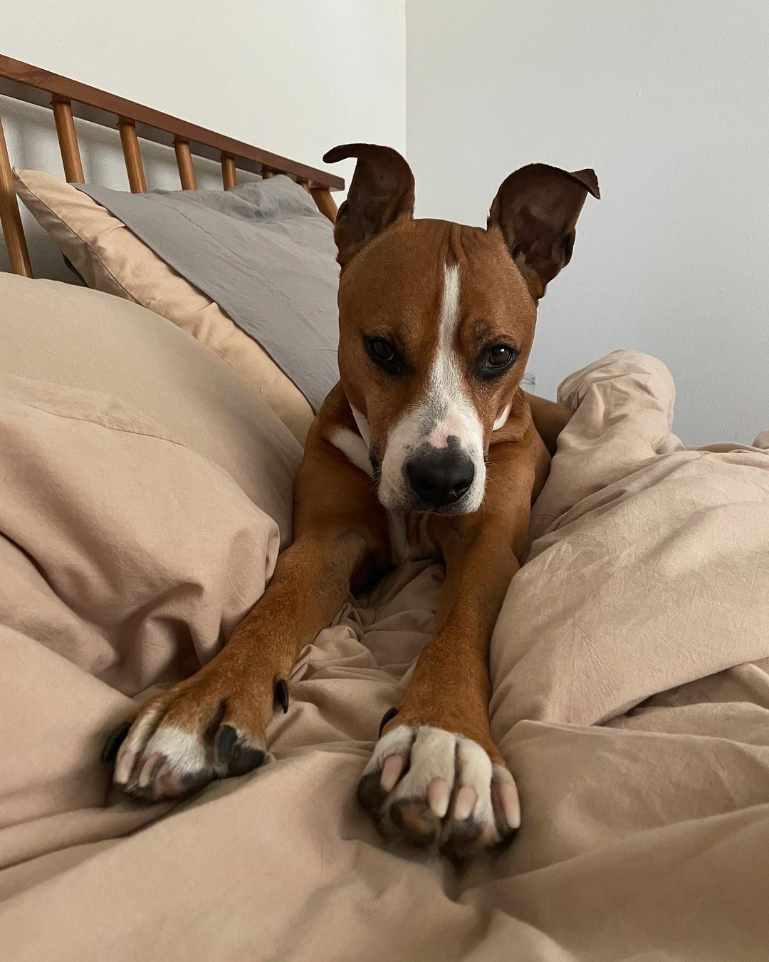 dog lying in bed