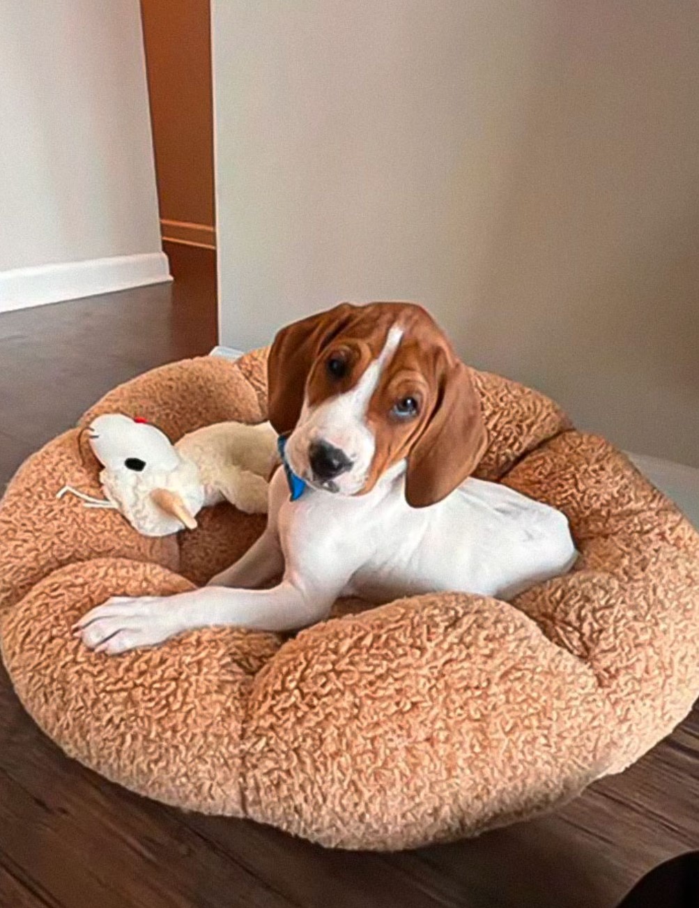 dog lying in dog bed