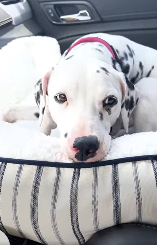 dog lying in dog bed