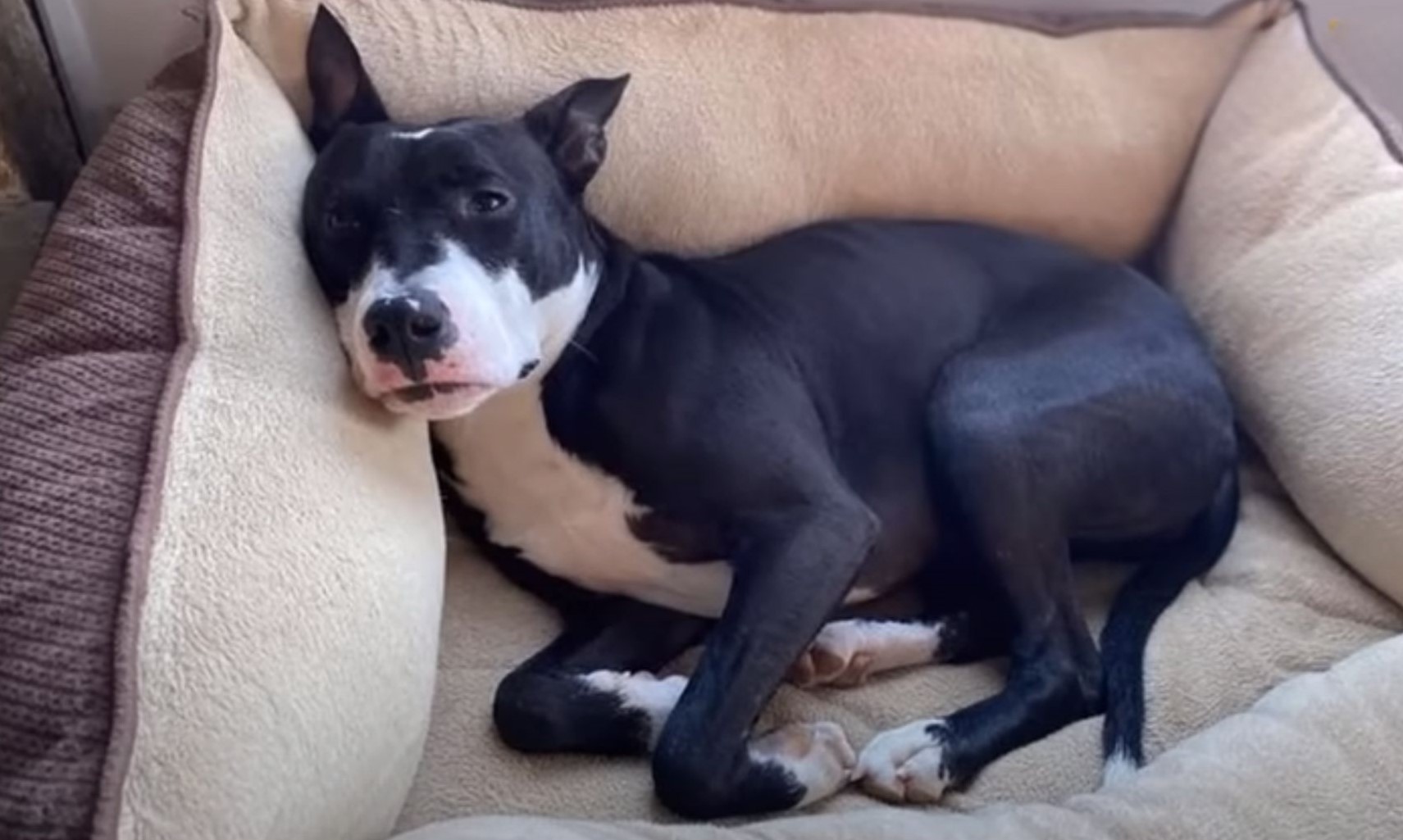 dog lying in dog bed