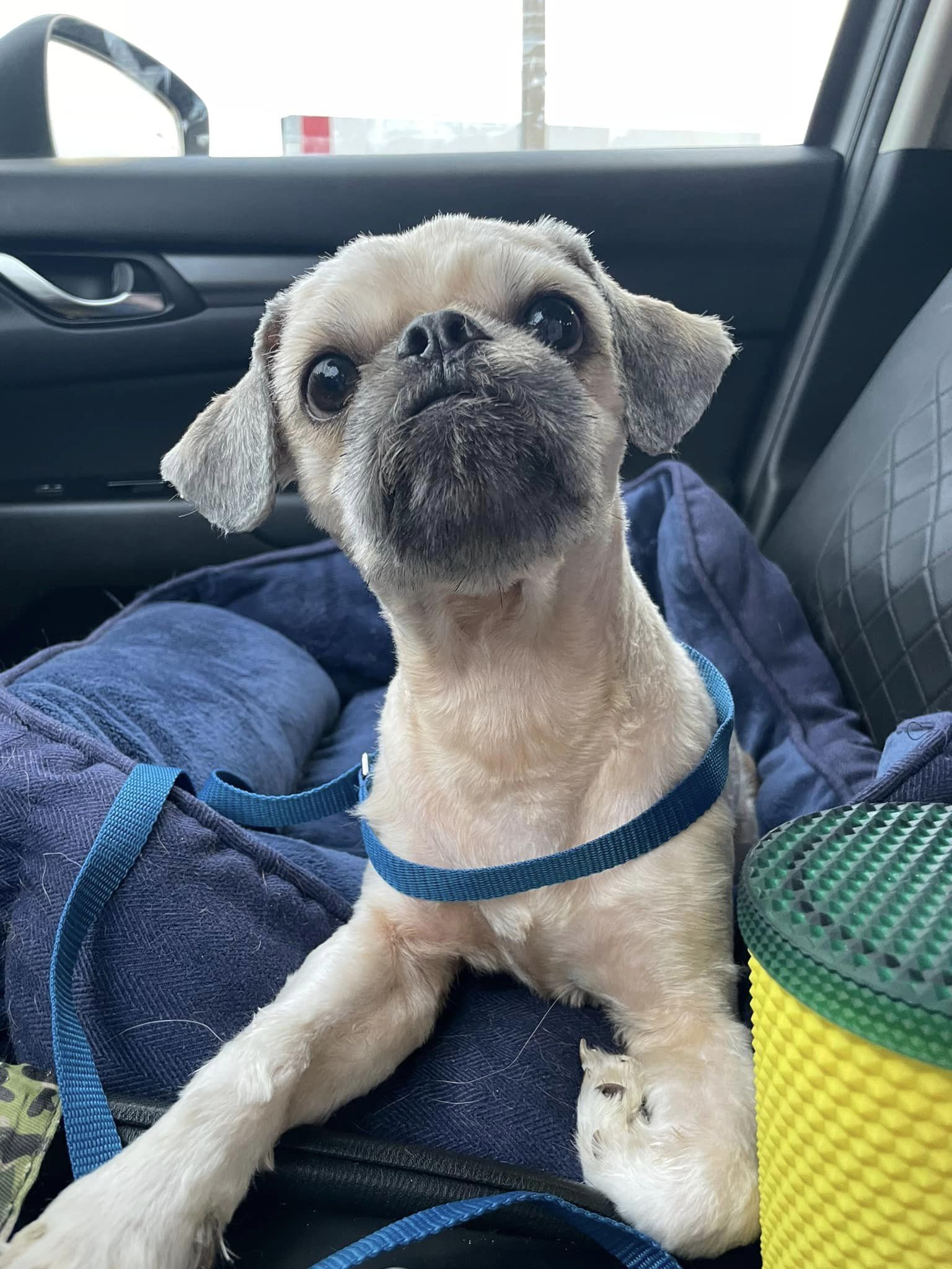 dog lying in dog bed in a car