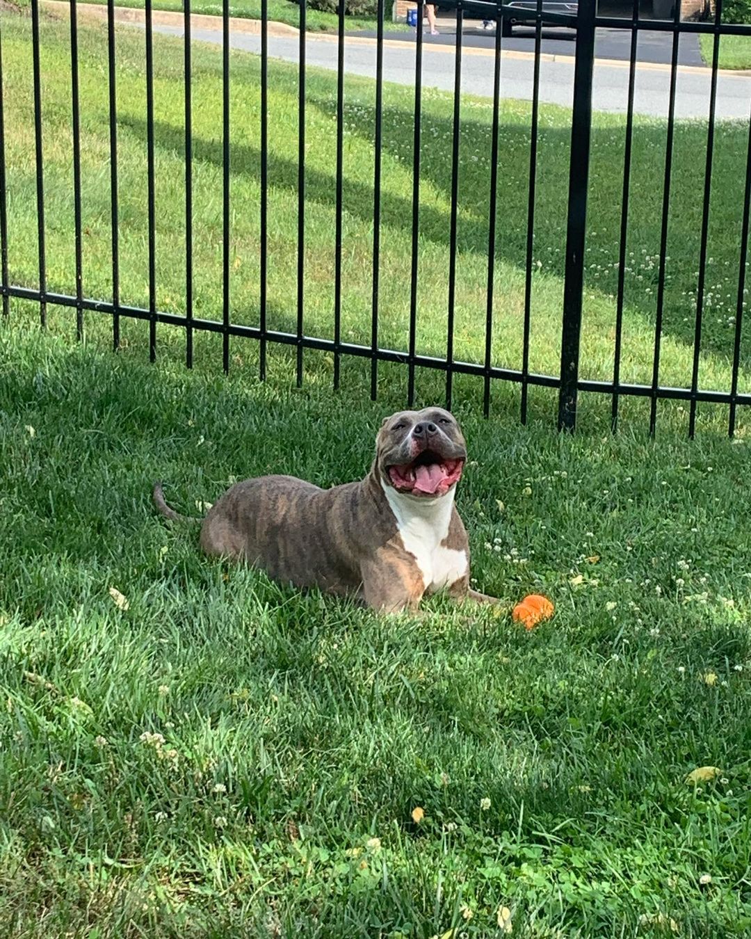 dog lying in grass