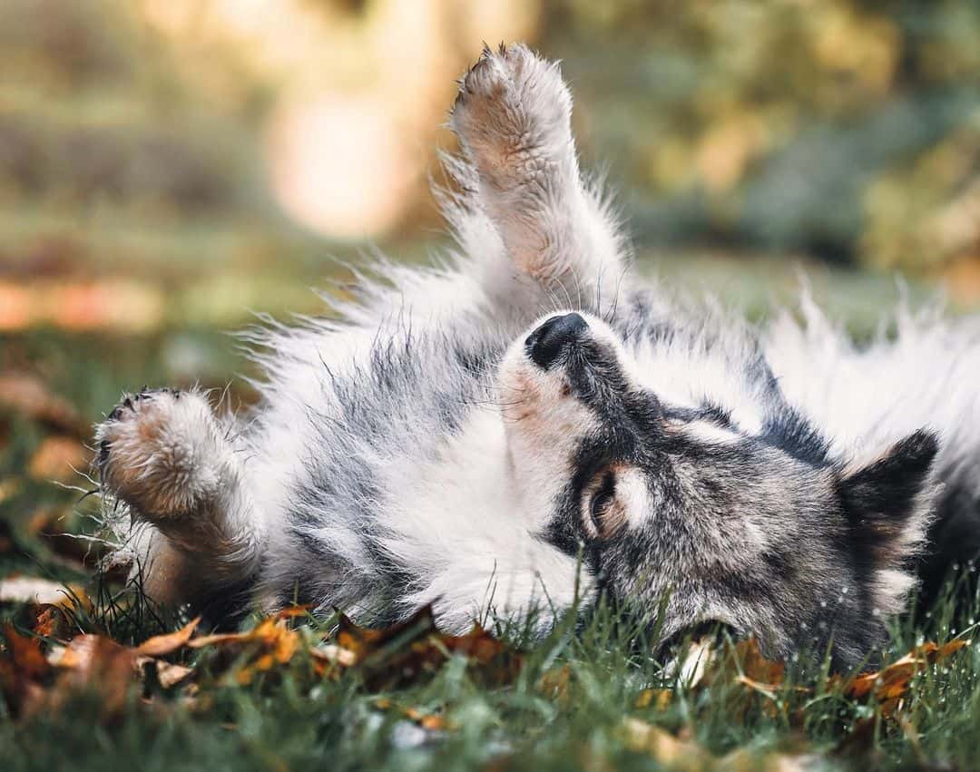 dog lying in grass