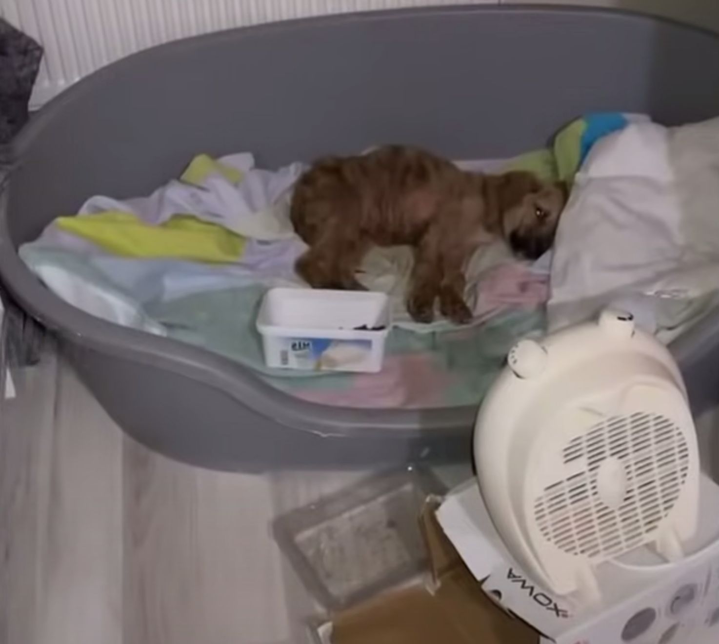 dog lying in gray plastic bed