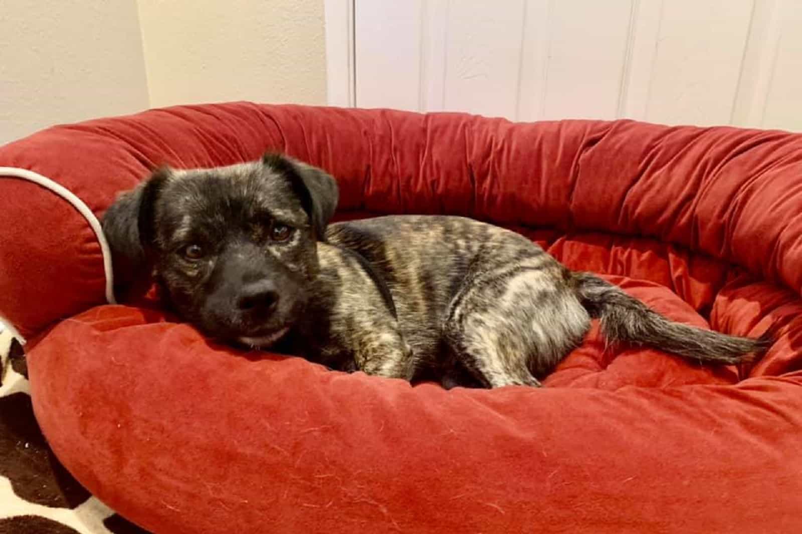 dog lying in his bed at home