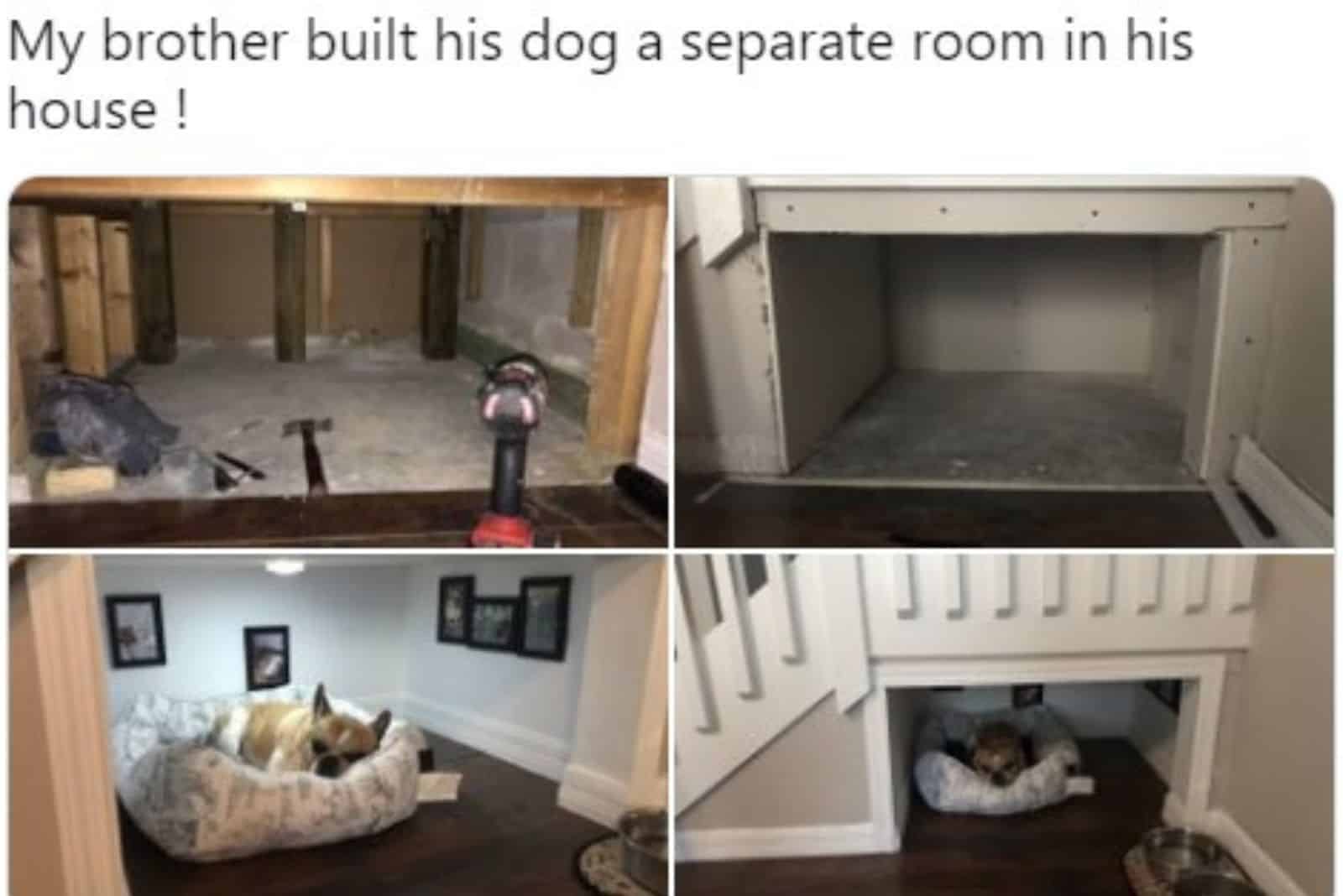dog lying in his bed in his own room