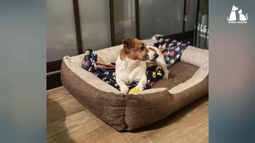 dog lying in his bed in house