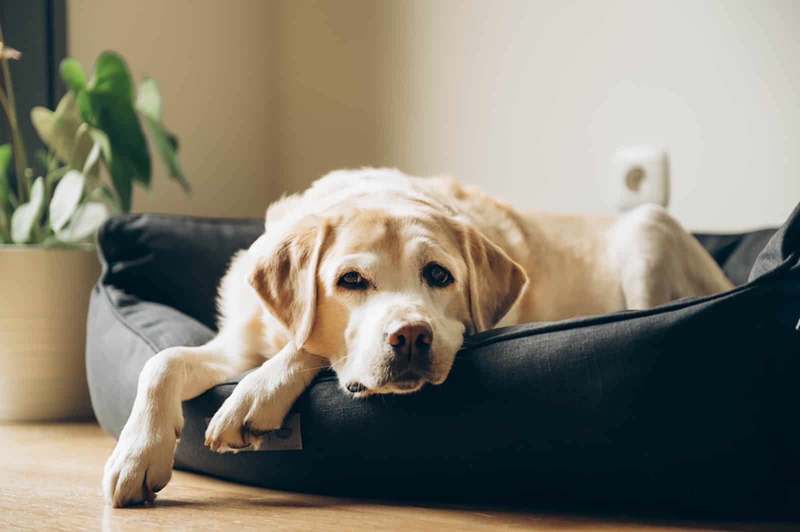 dog lying in his bed indoors