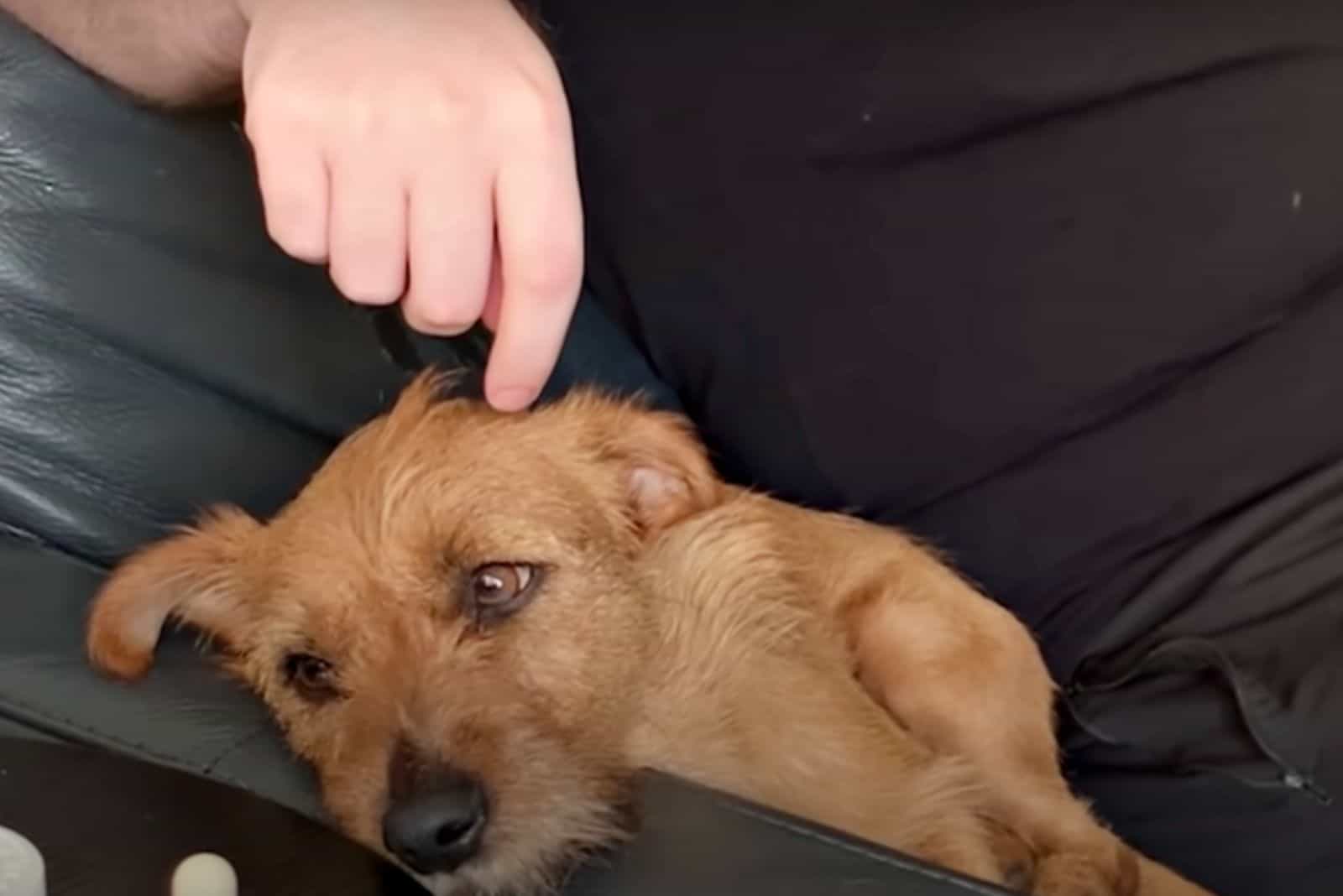 dog lying in man's lap