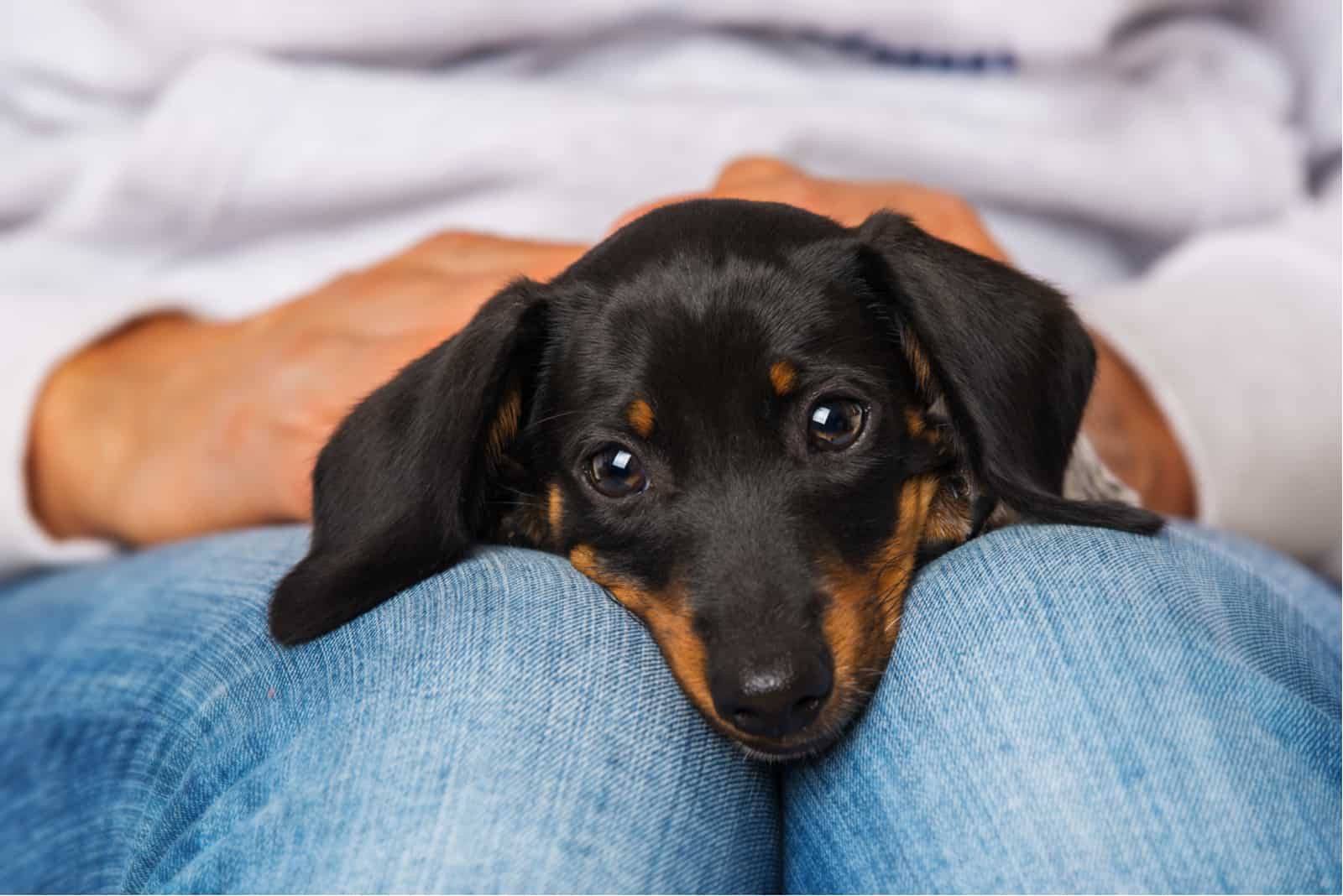 dog lying in owners lap