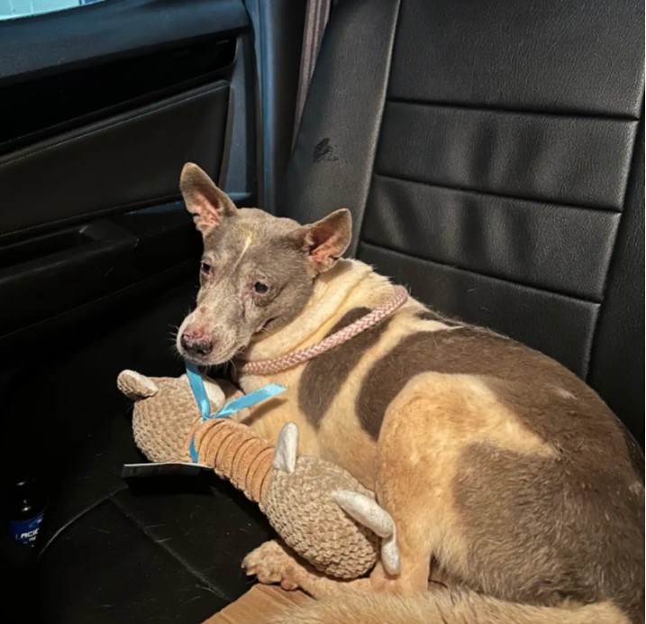 dog lying in the car