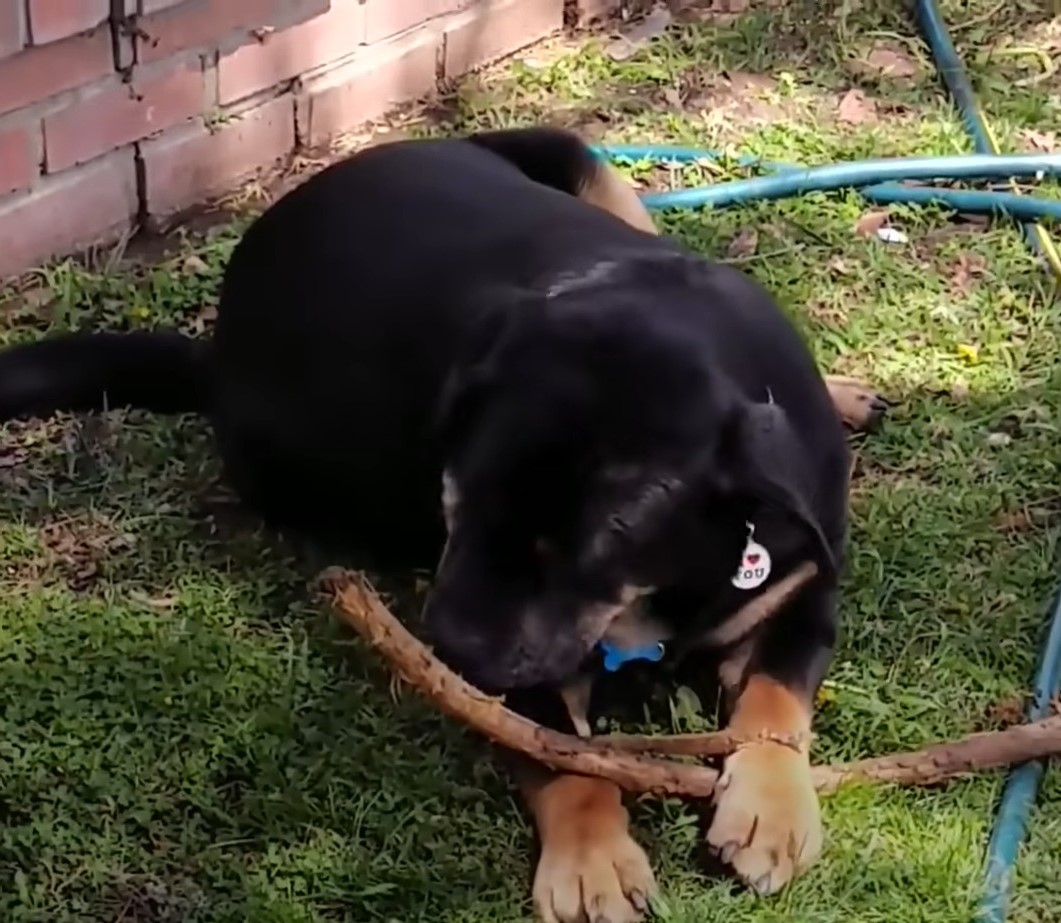 dog lying in the grass