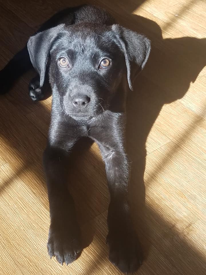 dog lying in the sunshine