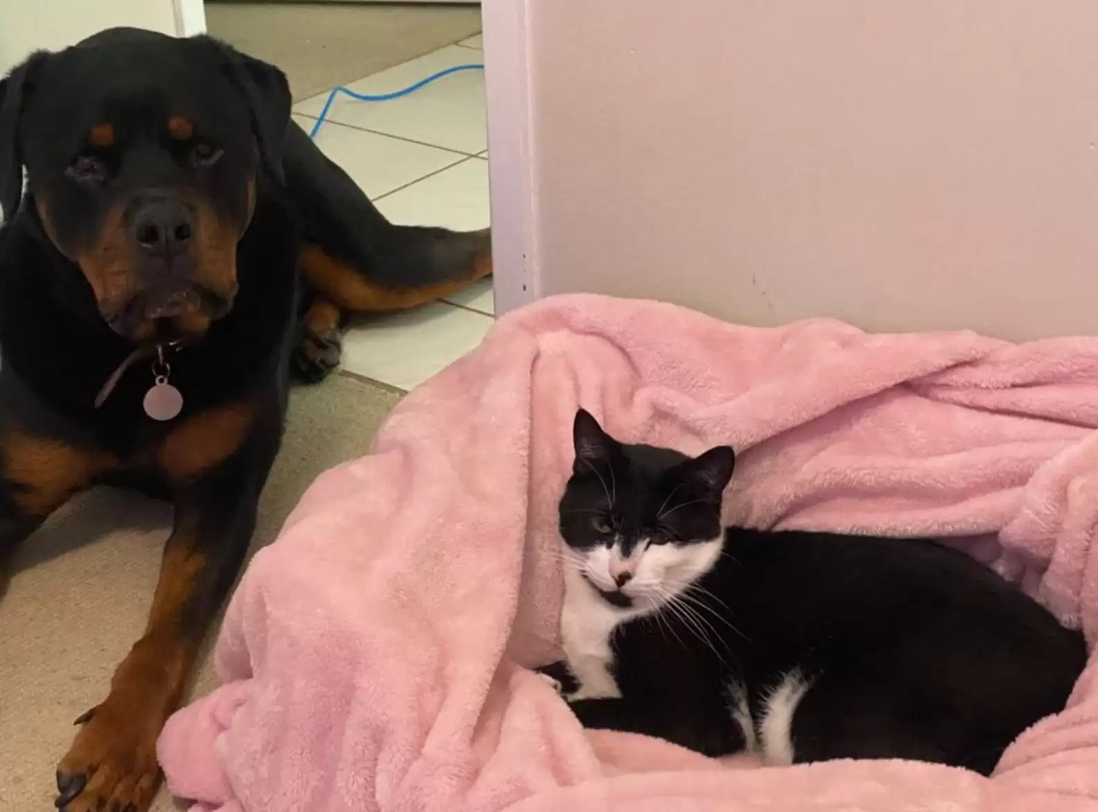 dog lying next to a cat on pink blanket